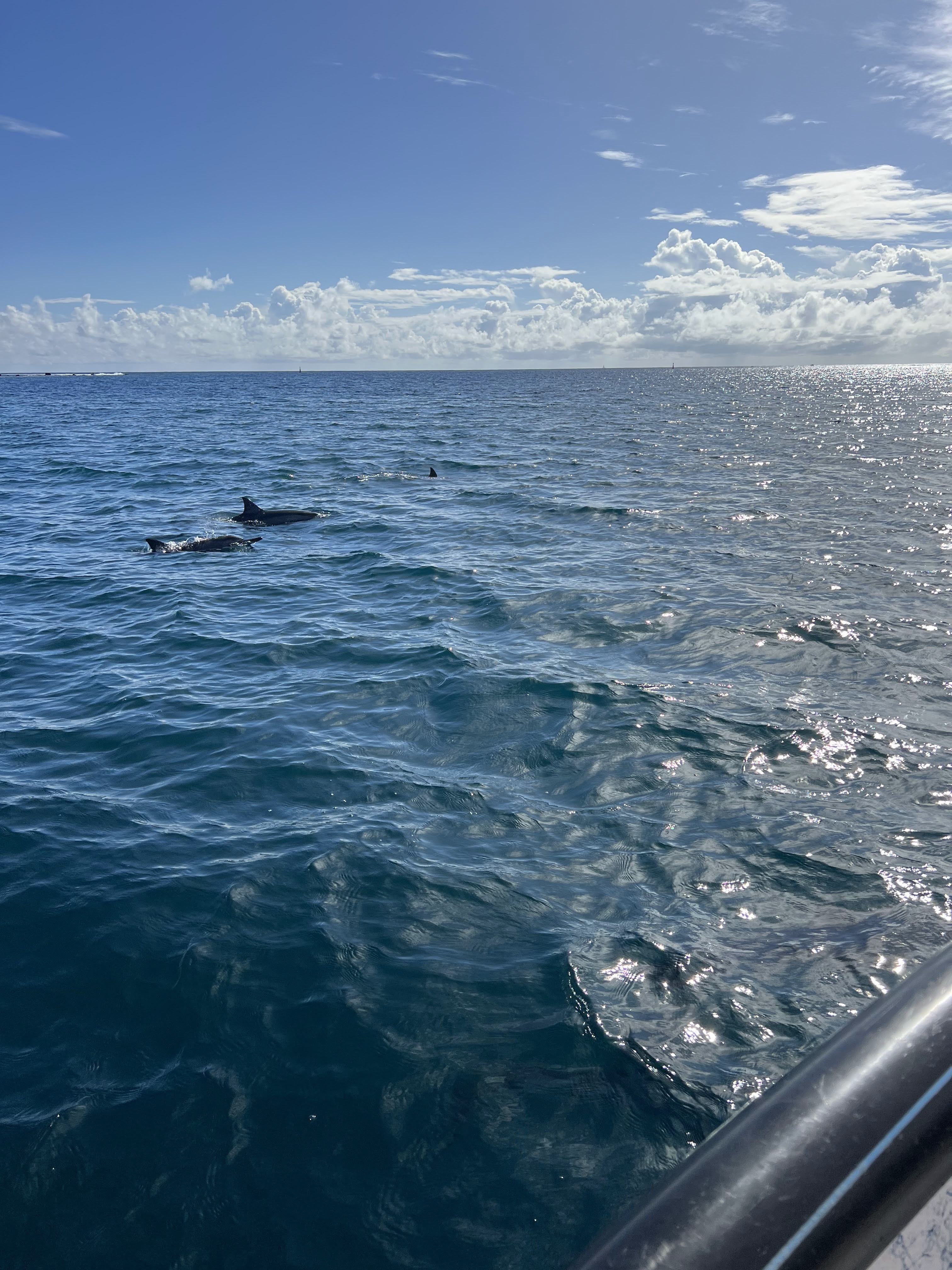 2022 Tahiti Taravao HXP - Day 4 (Kass's Birthday, Swimming with Sharks & Stingrays, Motu Fareone Island, Making Motu Fareone (E'ia Ota), Catching Crabs for 'Alca-Crab', Dance Party on Ferry to Tahiti, Catching Geckos)