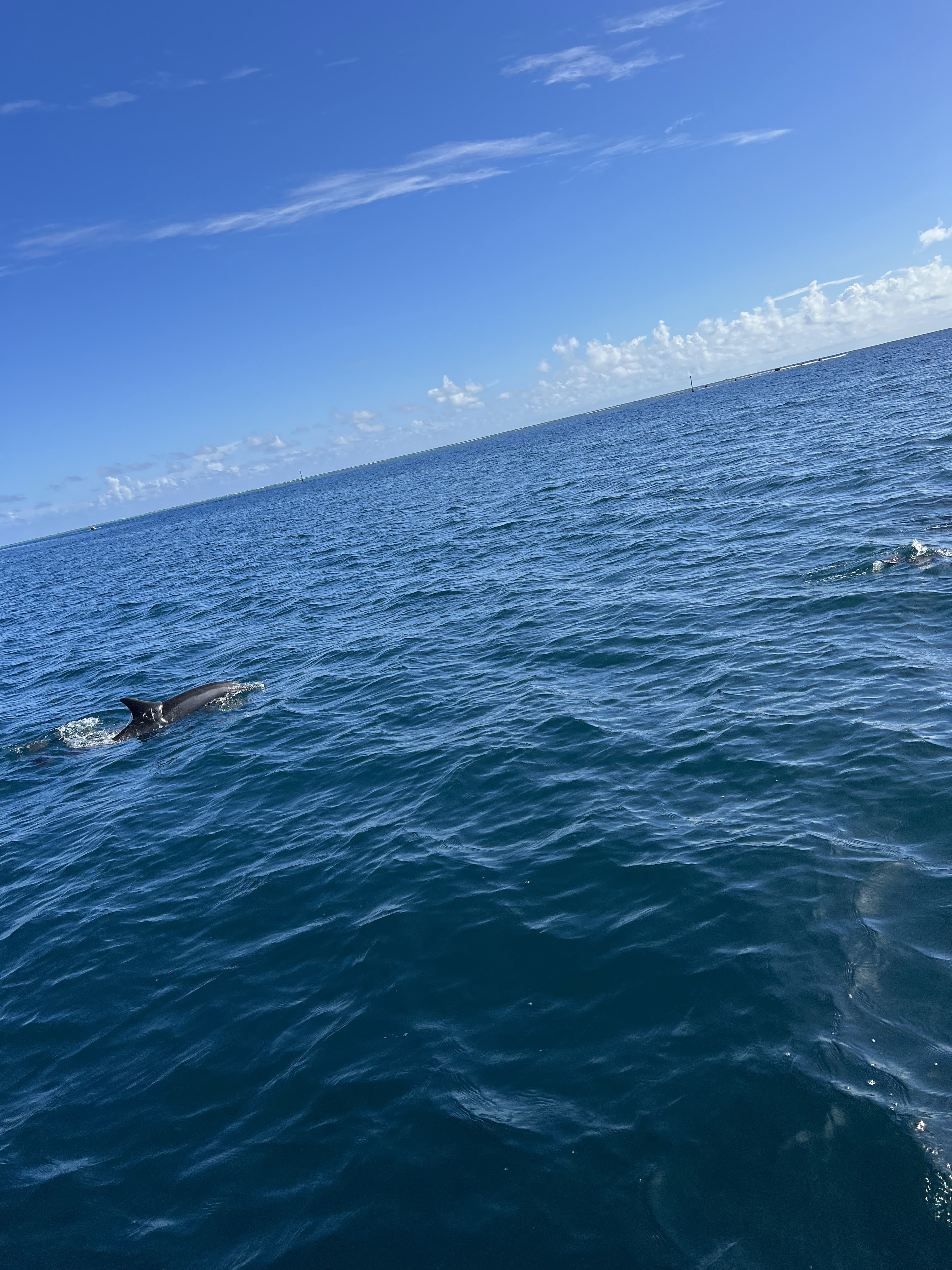 2022 Tahiti Taravao HXP - Day 4 (Kass's Birthday, Swimming with Sharks & Stingrays, Motu Fareone Island, Making Motu Fareone (E'ia Ota), Catching Crabs for 'Alca-Crab', Dance Party on Ferry to Tahiti, Catching Geckos)