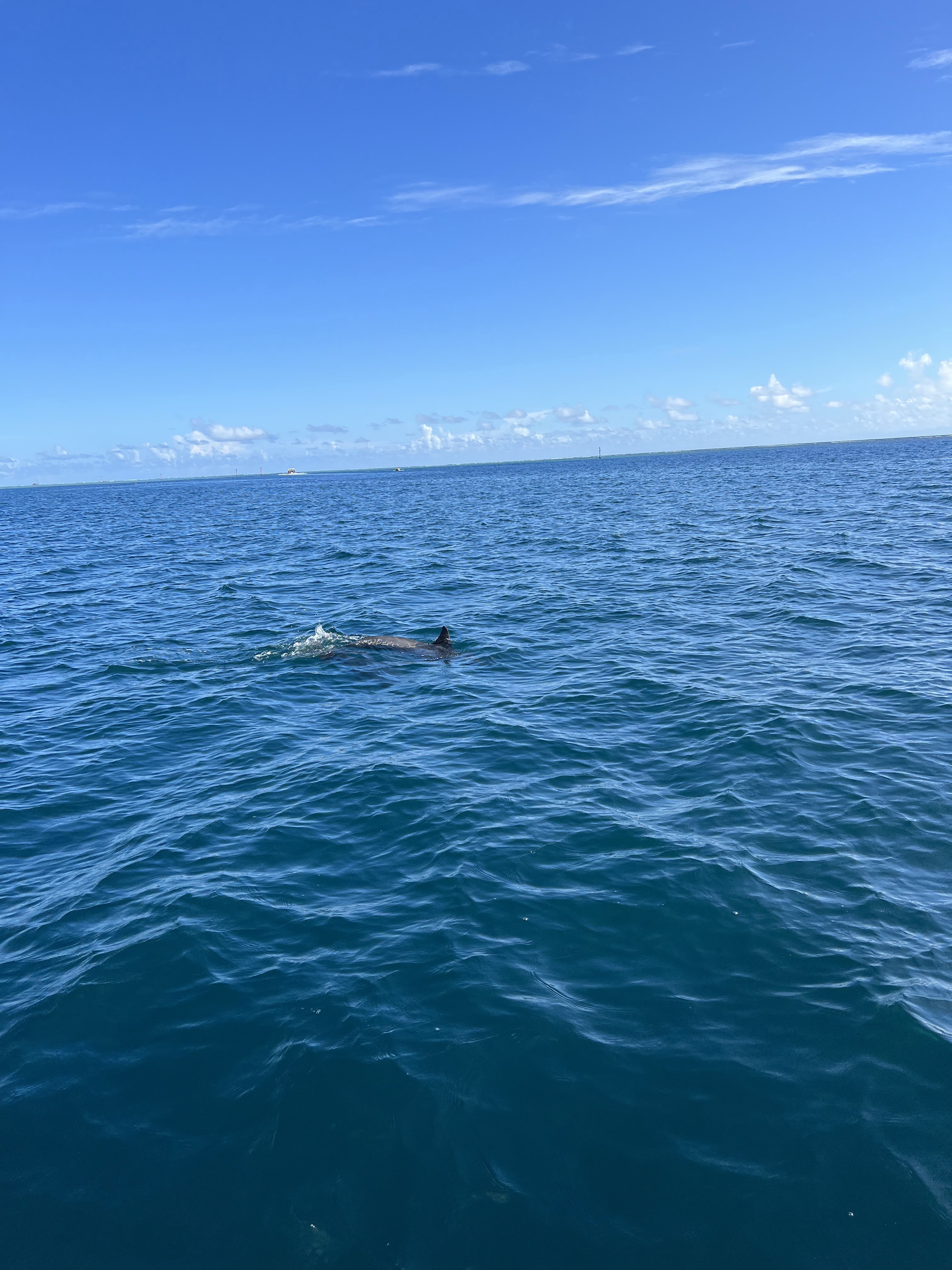 2022 Tahiti Taravao HXP - Day 4 (Kass's Birthday, Swimming with Sharks & Stingrays, Motu Fareone Island, Making Motu Fareone (E'ia Ota), Catching Crabs for 'Alca-Crab', Dance Party on Ferry to Tahiti, Catching Geckos)