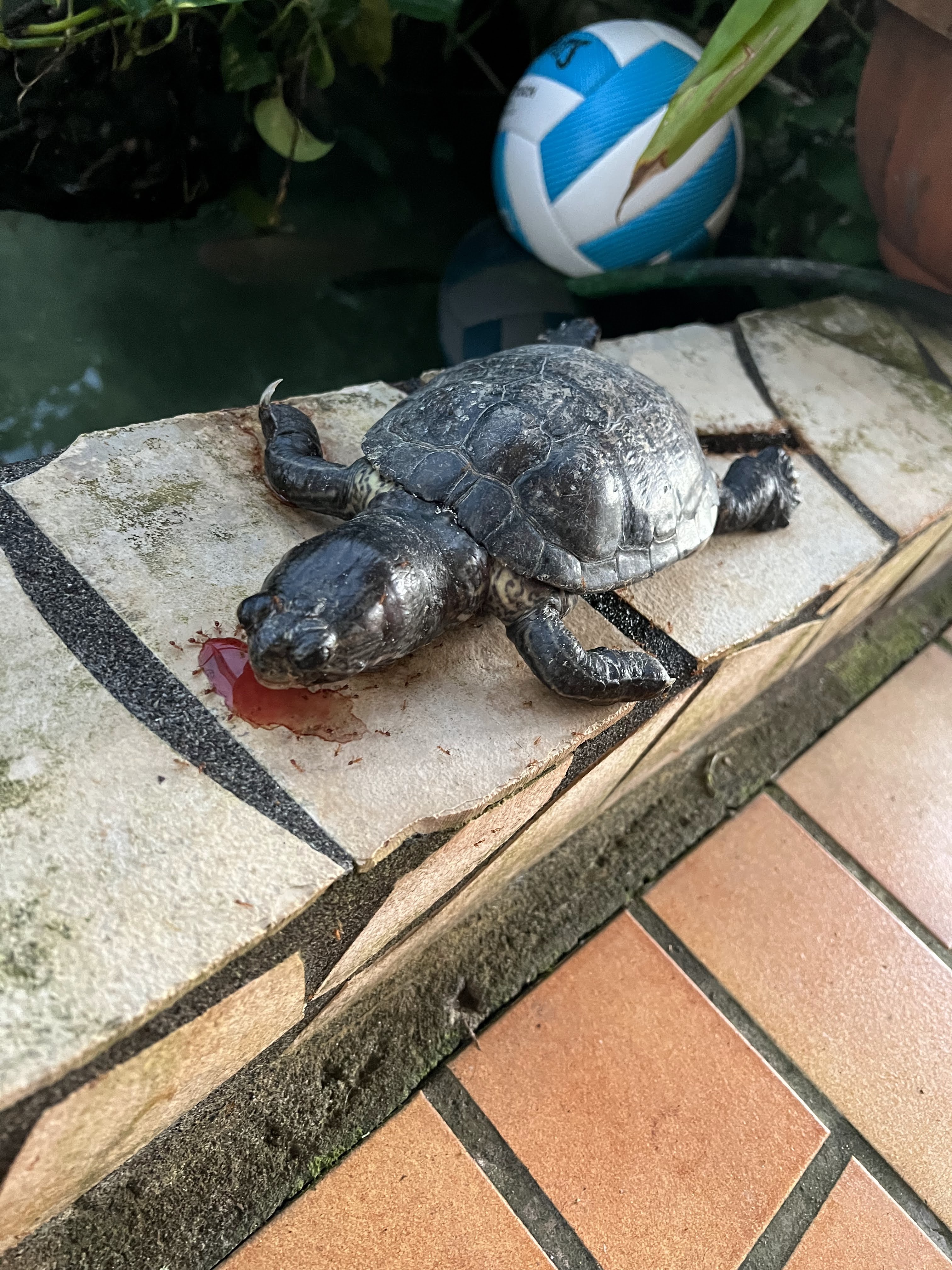 2022 Tahiti Taravao HXP - Day 13 (Work Site Day 6, National TV Station Shows Up to Film, Adding the Roof, Turtle Dies, Testimony Meeting with the Papara Ward & ❤ Bishop Taylor ❤, Shell Necklace Gifts, Tytan Teaching Spikeball (Spiceball!))