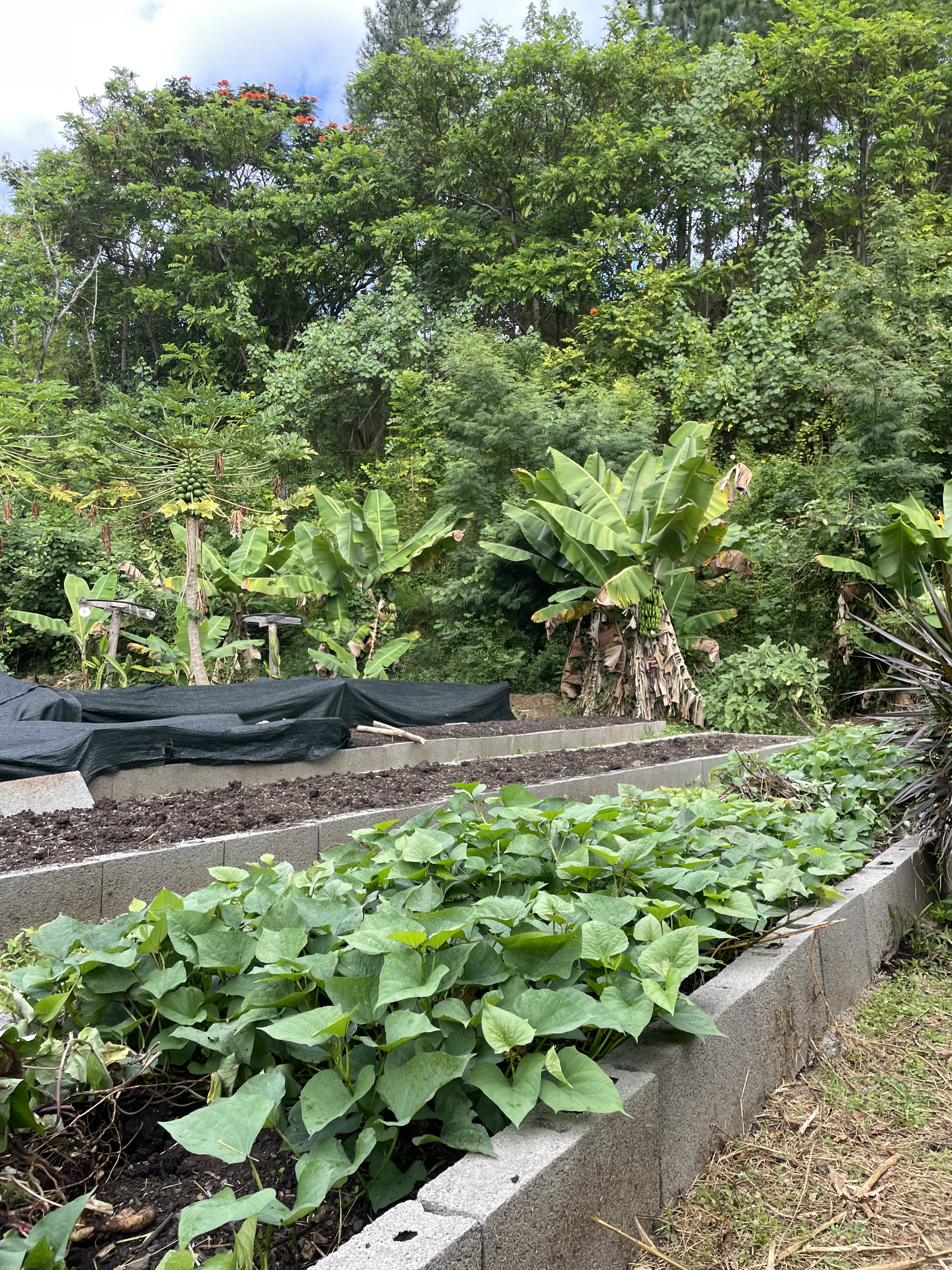 2022 Tahiti Taravao HXP - Day 15 (Epic Morning Devotional, Volunteering at Youth Center, Working at Community Garden on Mountain, Solis, Tiana Sees Her New House, Vaihiria Ward Activity: Coconut Milk, Learning Drums & Tahitian Dances, Making Flower Crowns