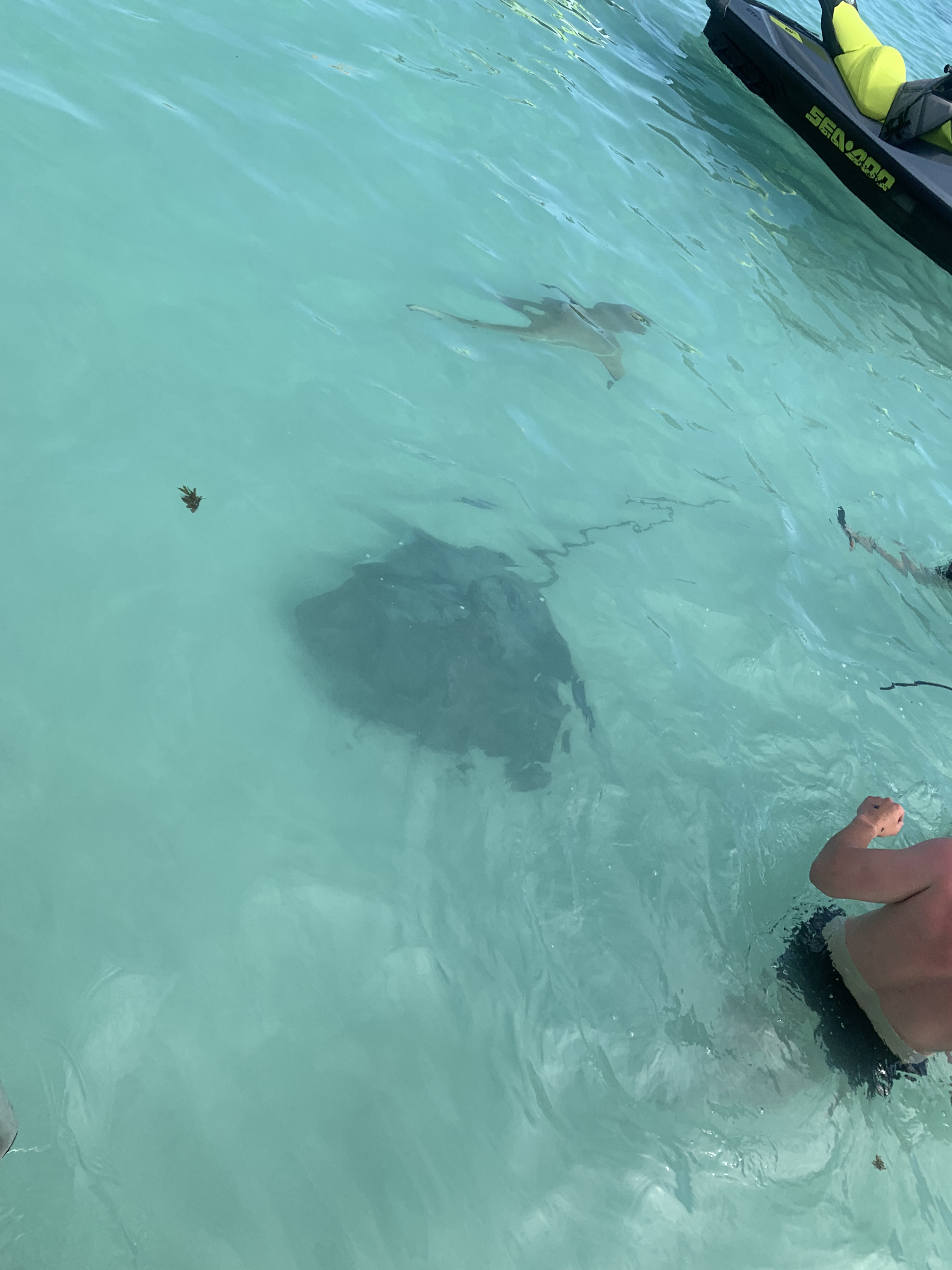 2022 Tahiti Taravao HXP - Day 4 (Kass's Birthday, Swimming with Sharks & Stingrays, Motu Fareone Island, Making Motu Fareone (E'ia Ota), Catching Crabs for 'Alca-Crab', Dance Party on Ferry to Tahiti, Catching Geckos)