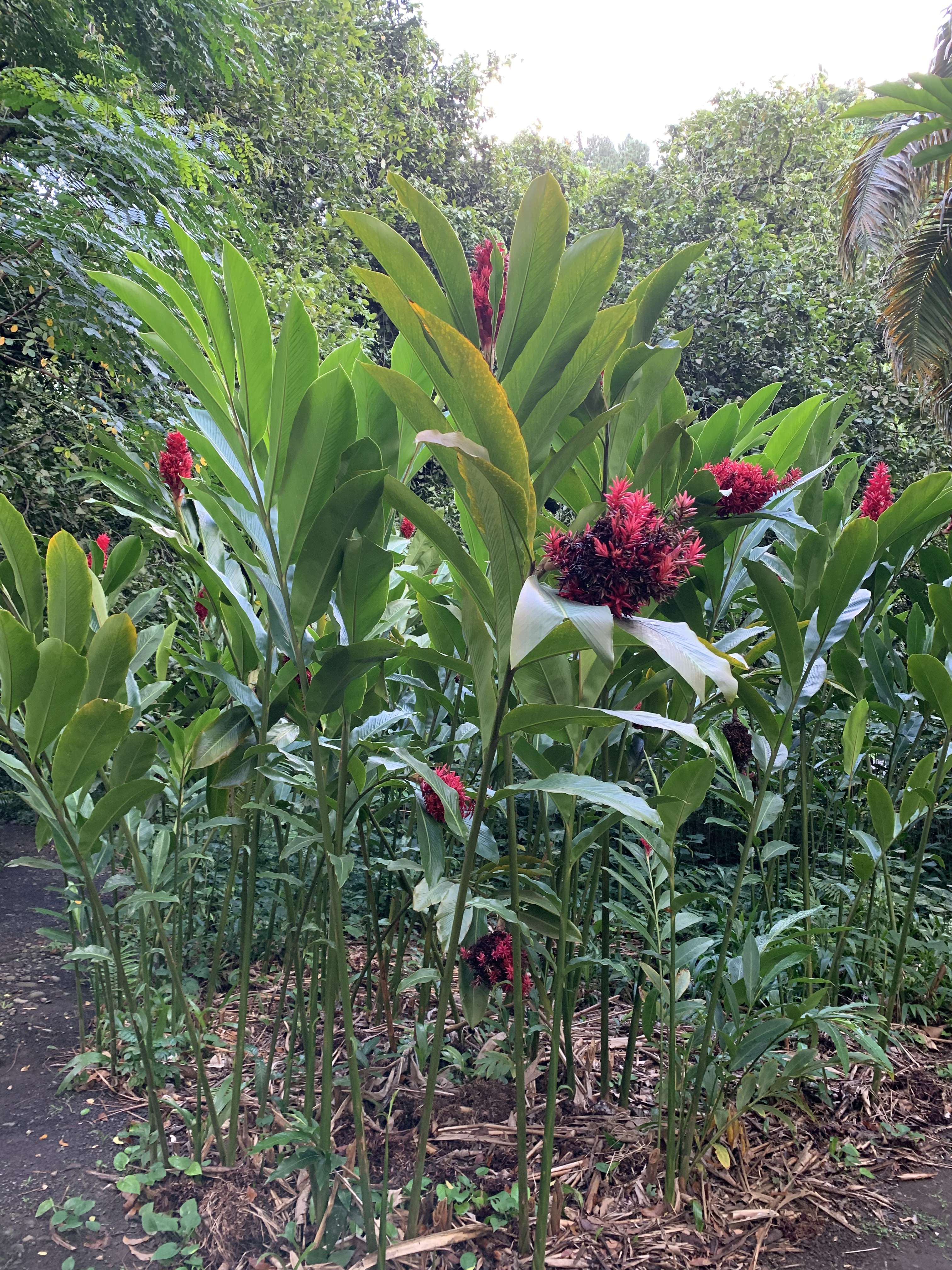 2022 Tahiti Taravao HXP - Day 5 (Staying at Hiti Moana Villa, Church with ❤ Bishop Taylor ❤, Harrison Smith Botanical Garden, Youth Activity & Dinner & Singing with the Papara Ward)