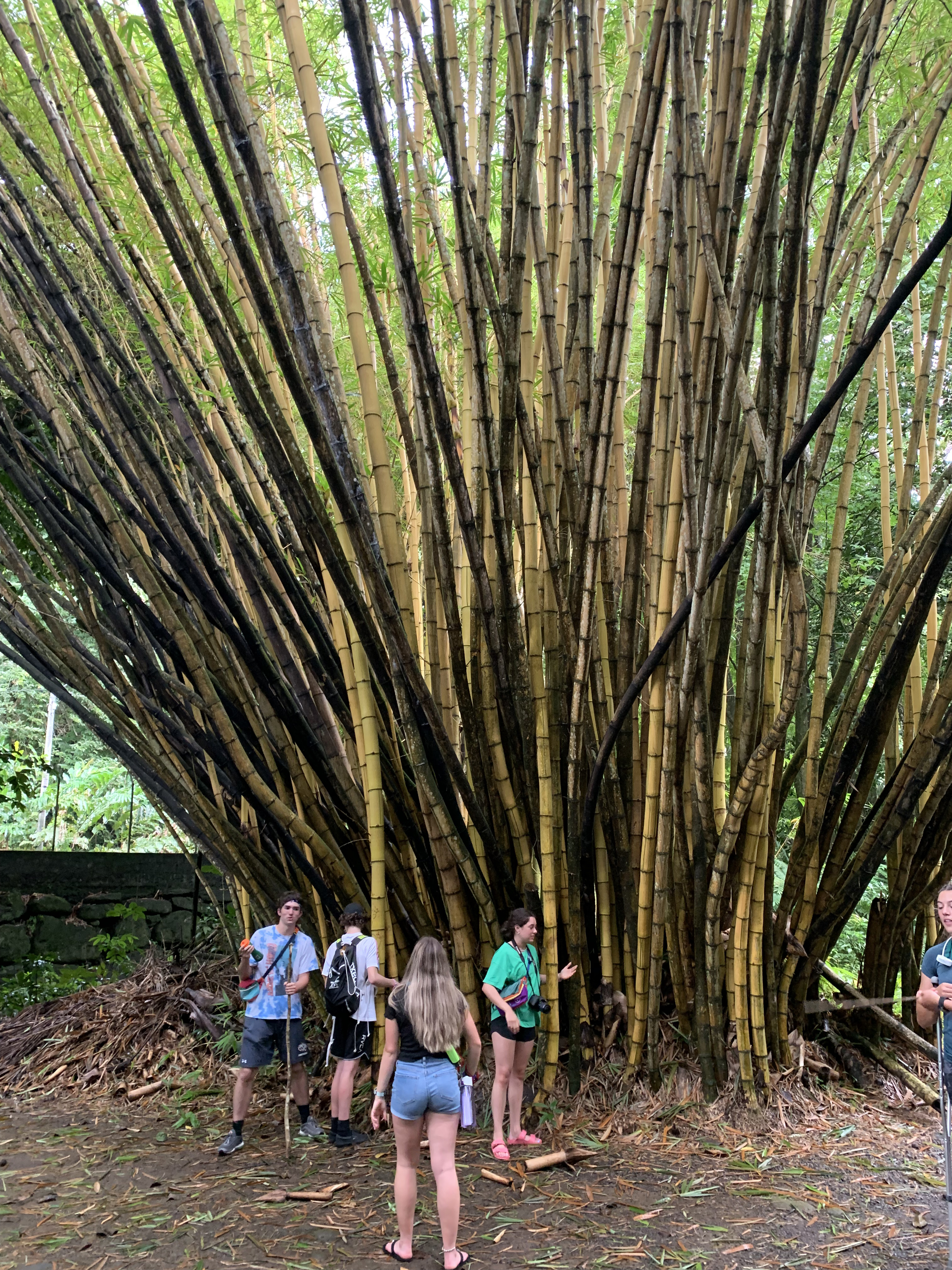 2022 Tahiti Taravao HXP - Day 5 (Staying at Hiti Moana Villa, Church with ❤ Bishop Taylor ❤, Harrison Smith Botanical Garden, Youth Activity & Dinner & Singing with the Papara Ward)