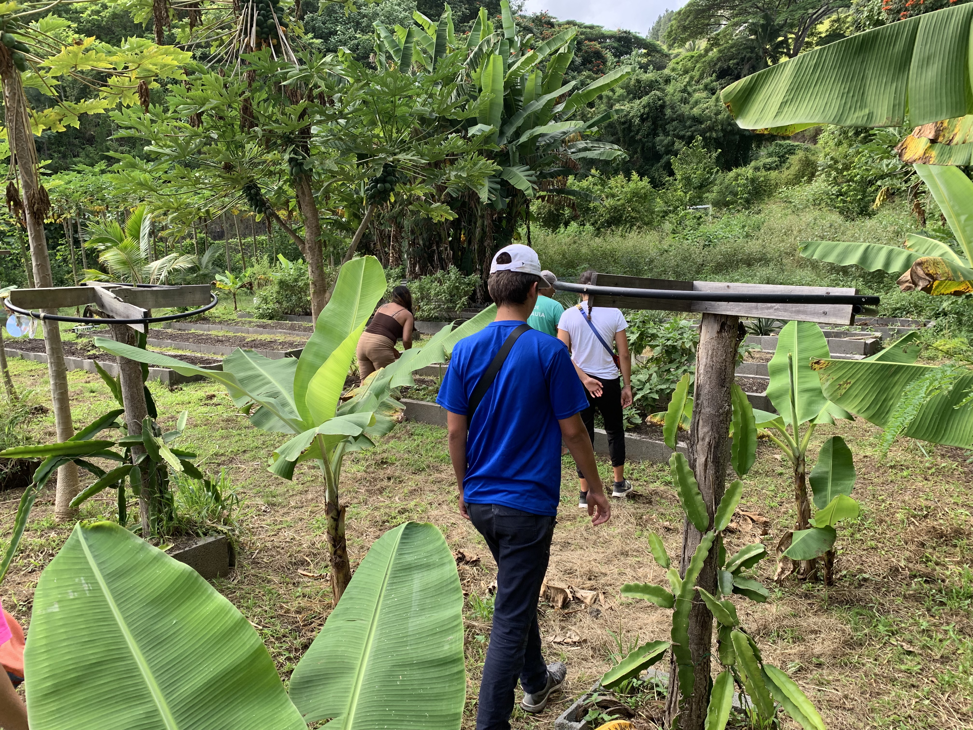 2022 Tahiti Taravao HXP - Day 15 (Epic Morning Devotional, Volunteering at Youth Center, Working at Community Garden on Mountain, Solis, Tiana Sees Her New House, Vaihiria Ward Activity: Coconut Milk, Learning Drums & Tahitian Dances, Making Flower Crowns