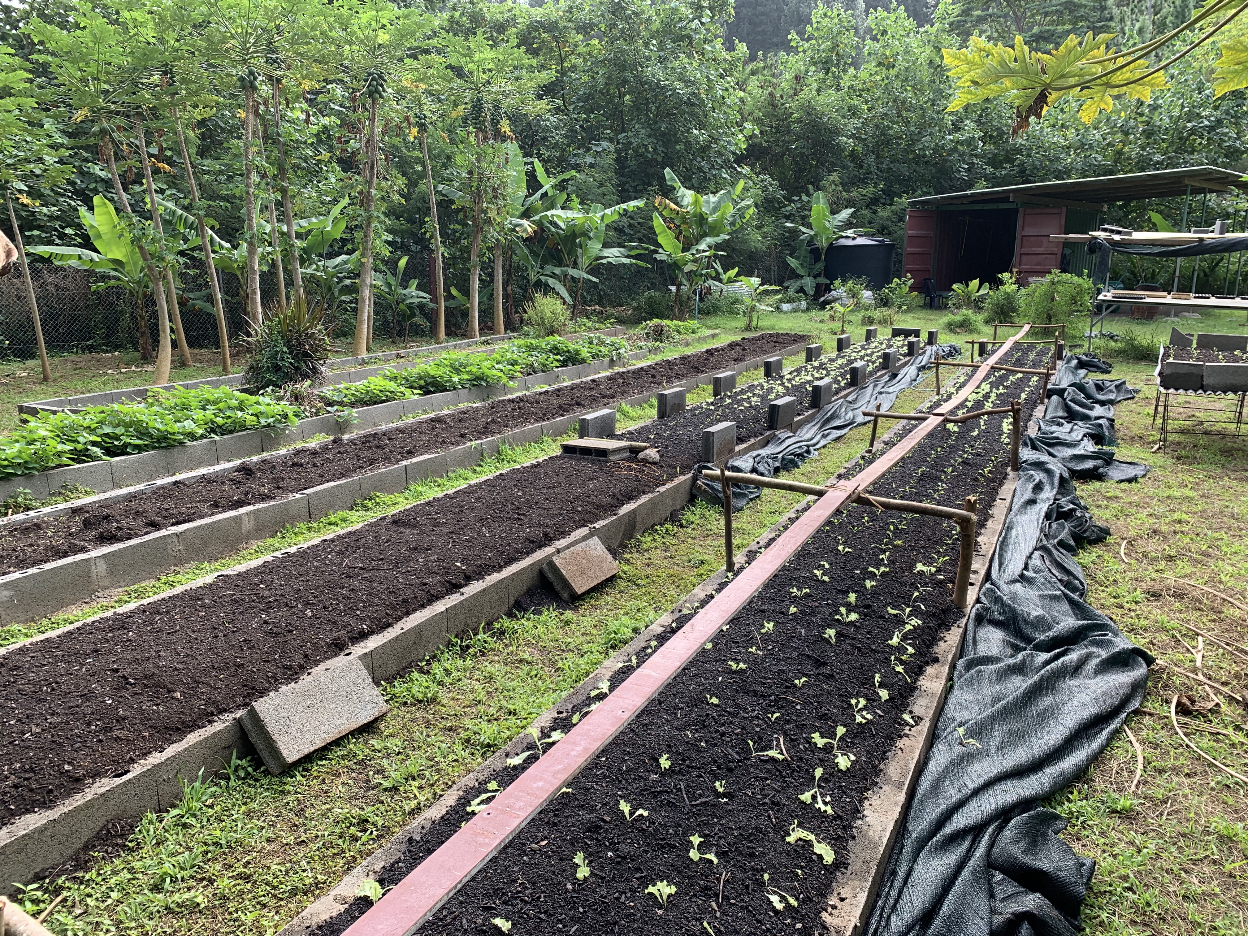2022 Tahiti Taravao HXP - Day 15 (Epic Morning Devotional, Volunteering at Youth Center, Working at Community Garden on Mountain, Solis, Tiana Sees Her New House, Vaihiria Ward Activity: Coconut Milk, Learning Drums & Tahitian Dances, Making Flower Crowns
