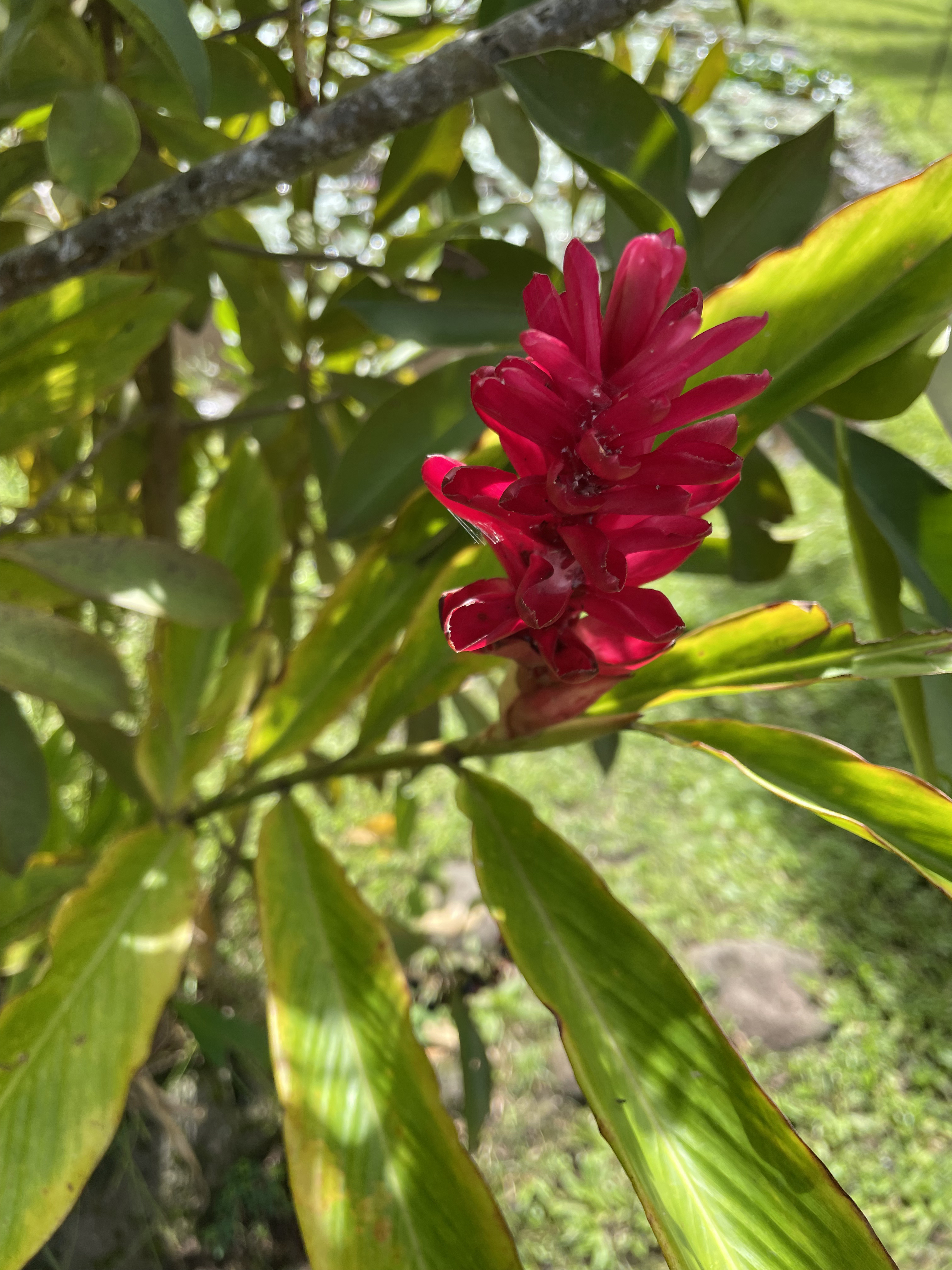 2022 Tahiti Taravao HXP - Day 12 (Church with Vaihiria Ward, Water Gardens Vaipahi Waterfall & Hike, Sacred Eels, Turtles, Haircut, Activity with Vaihiria Ward Youth, Averie's Birthday, Letters Home)