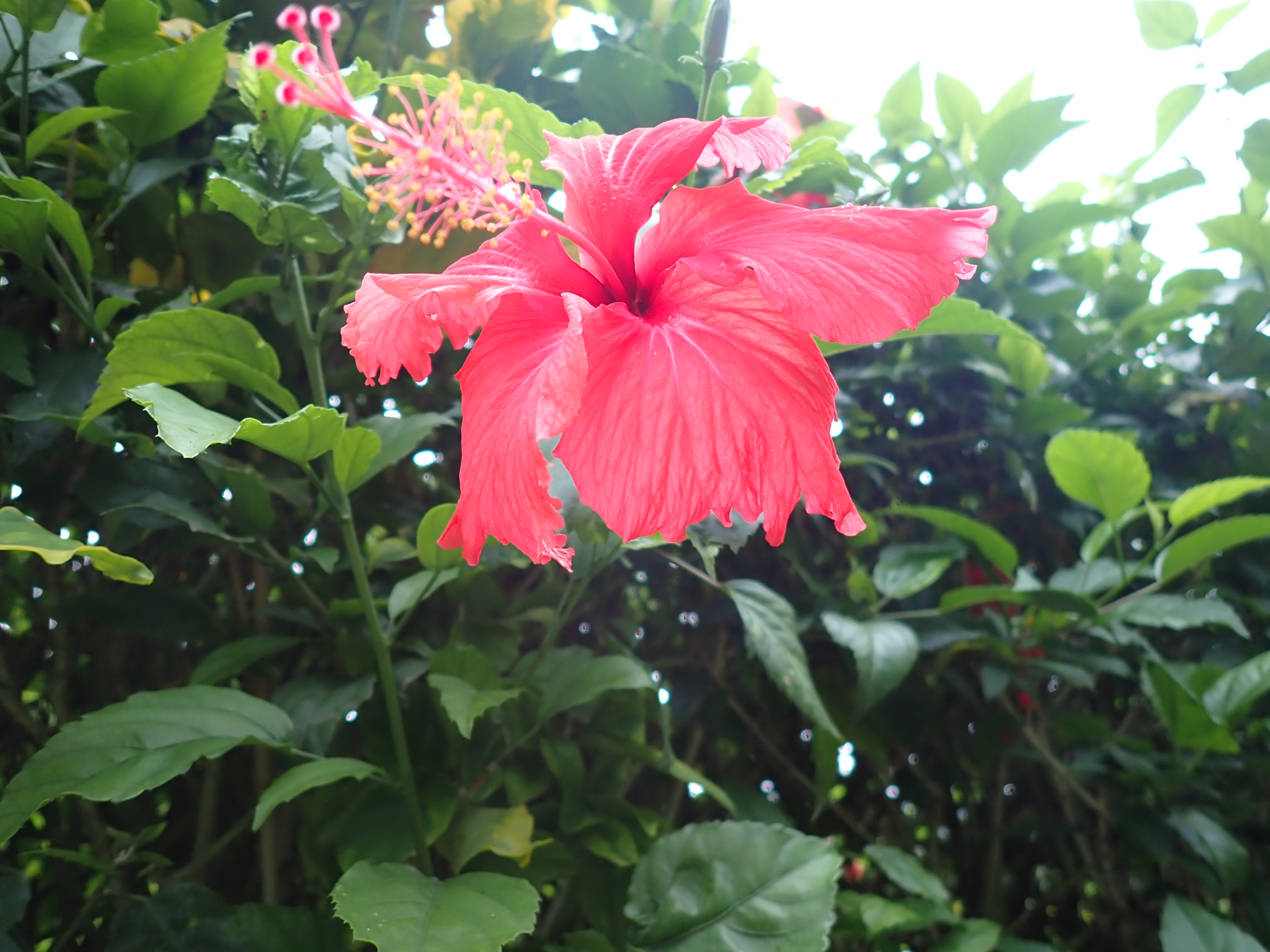 2022 Tahiti Taravao HXP - Day 2 (Arrival in Tahiti!, Narii & Escuela Teach us a Tahitian Dance, Ferry to Mo'orea / Moorea, Hiking, 18 in Small Truck, Va'a Canoes, Crepes)