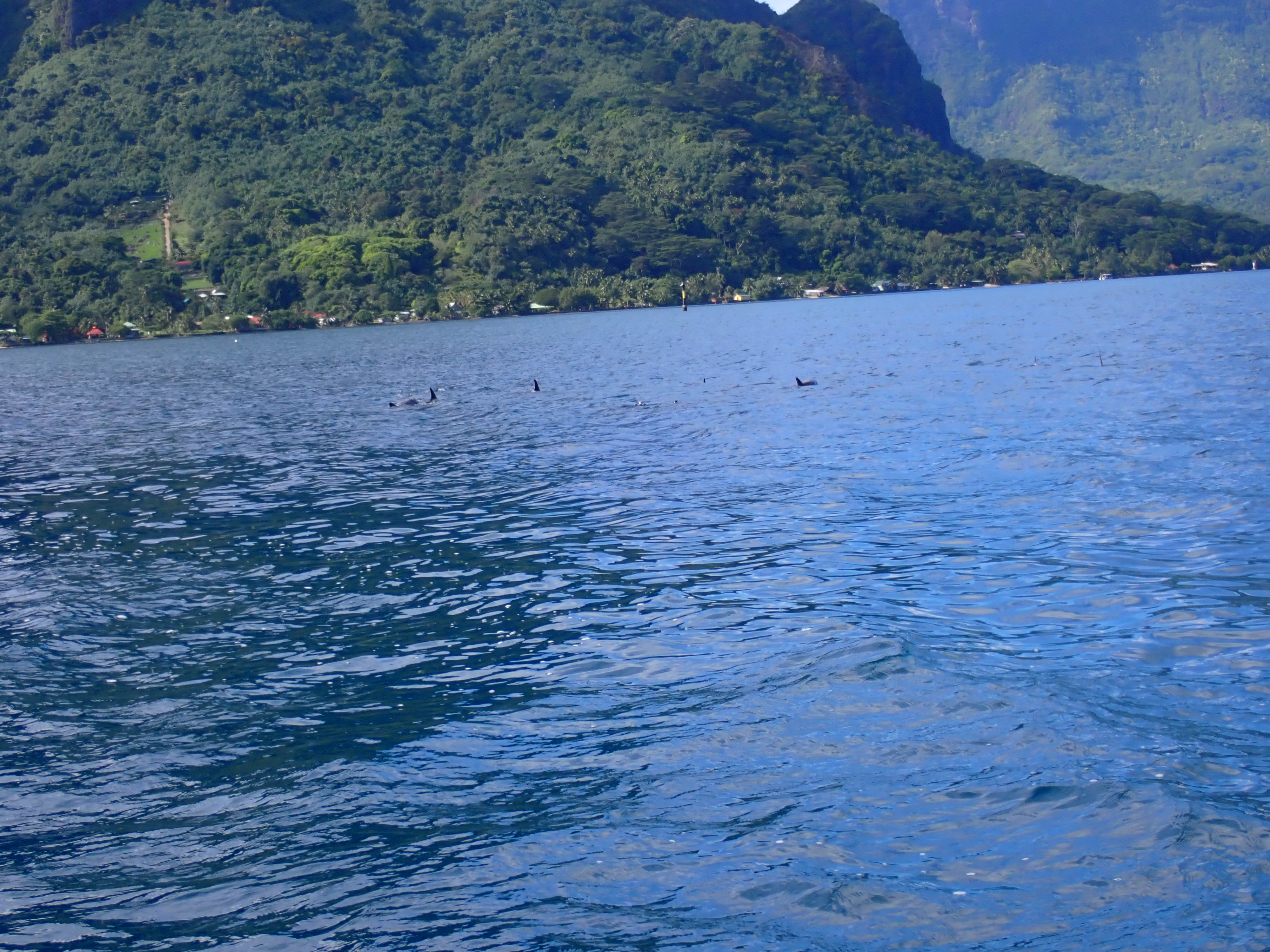 2022 Tahiti Taravao HXP - Day 4 (Kass's Birthday, Swimming with Sharks & Stingrays, Motu Fareone Island, Making Motu Fareone (E'ia Ota), Catching Crabs for 'Alca-Crab', Dance Party on Ferry to Tahiti, Catching Geckos)