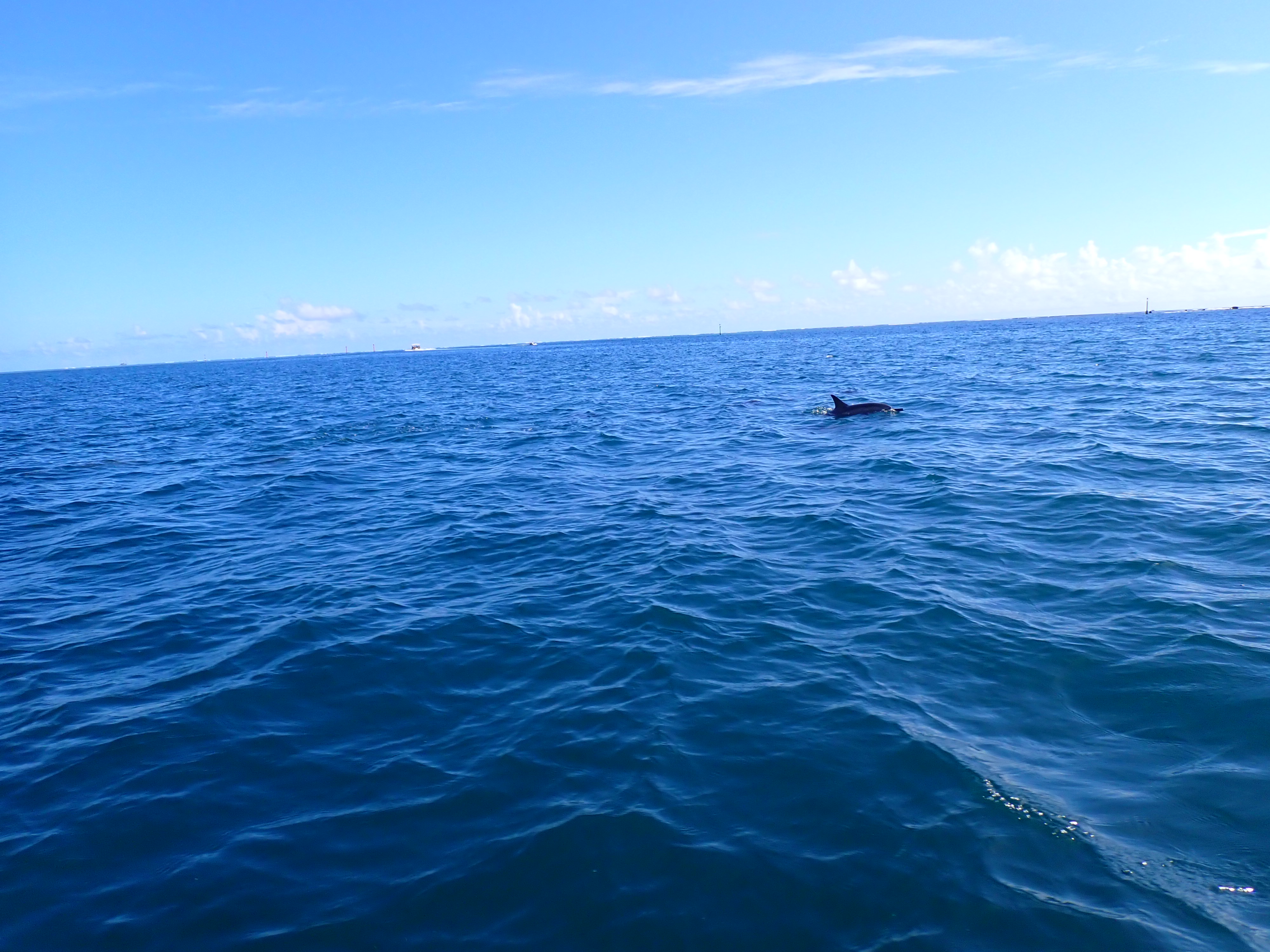 2022 Tahiti Taravao HXP - Day 4 (Kass's Birthday, Swimming with Sharks & Stingrays, Motu Fareone Island, Making Motu Fareone (E'ia Ota), Catching Crabs for 'Alca-Crab', Dance Party on Ferry to Tahiti, Catching Geckos)