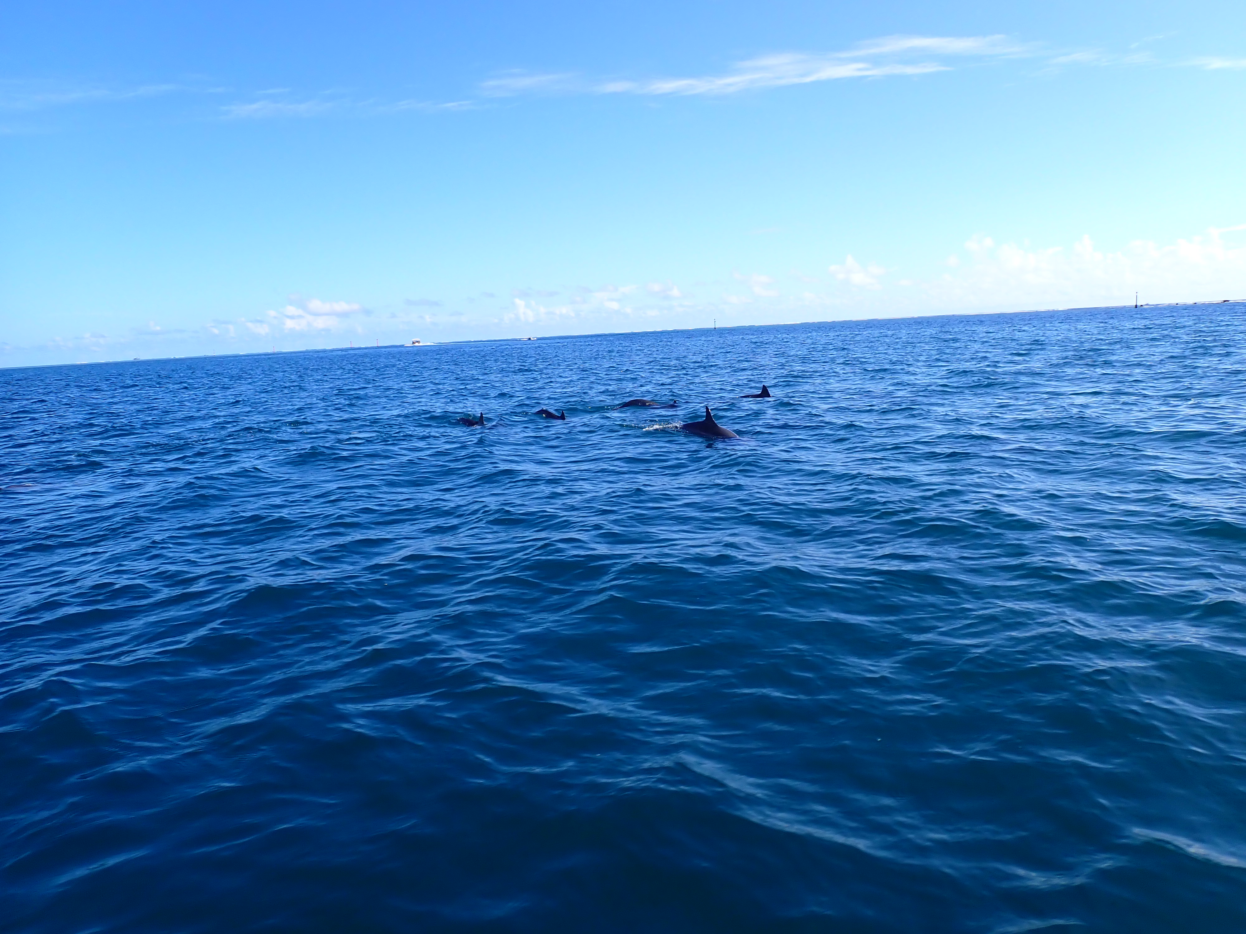 2022 Tahiti Taravao HXP - Day 4 (Kass's Birthday, Swimming with Sharks & Stingrays, Motu Fareone Island, Making Motu Fareone (E'ia Ota), Catching Crabs for 'Alca-Crab', Dance Party on Ferry to Tahiti, Catching Geckos)