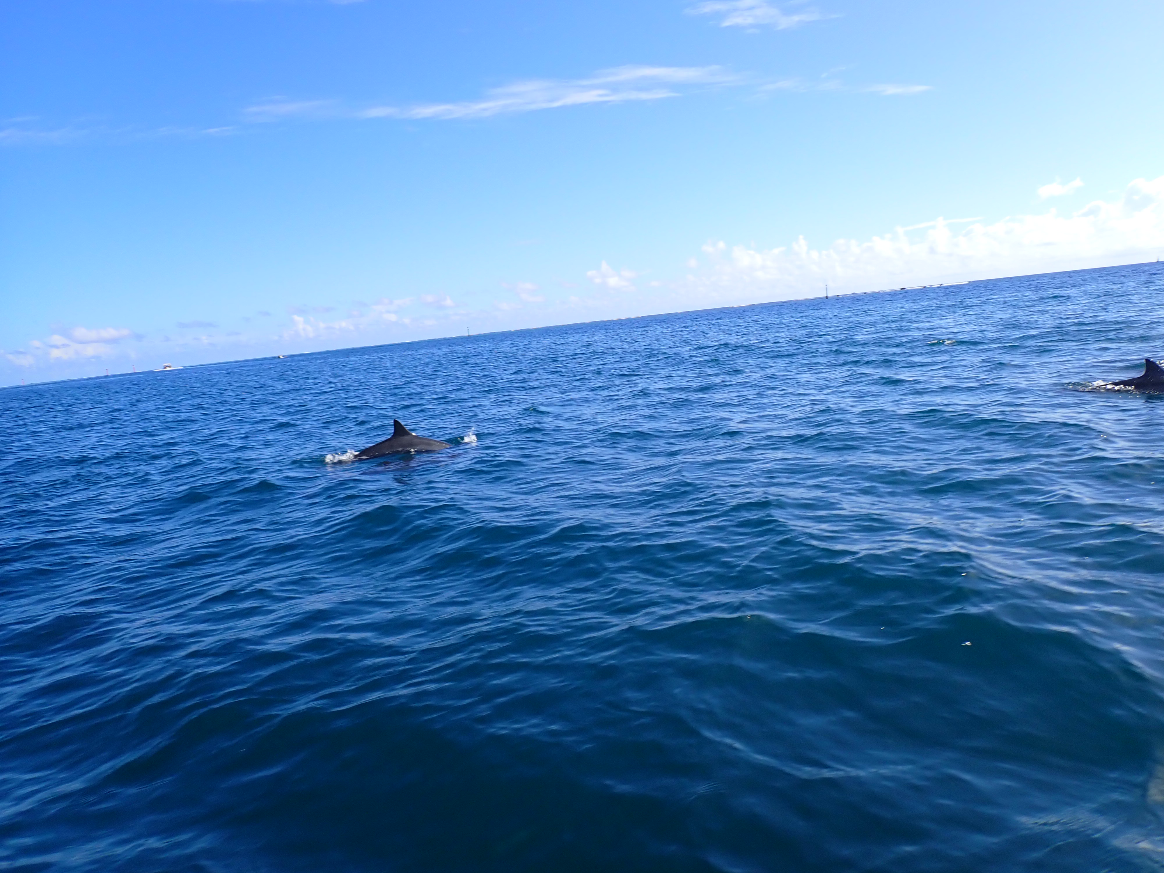 2022 Tahiti Taravao HXP - Day 4 (Kass's Birthday, Swimming with Sharks & Stingrays, Motu Fareone Island, Making Motu Fareone (E'ia Ota), Catching Crabs for 'Alca-Crab', Dance Party on Ferry to Tahiti, Catching Geckos)