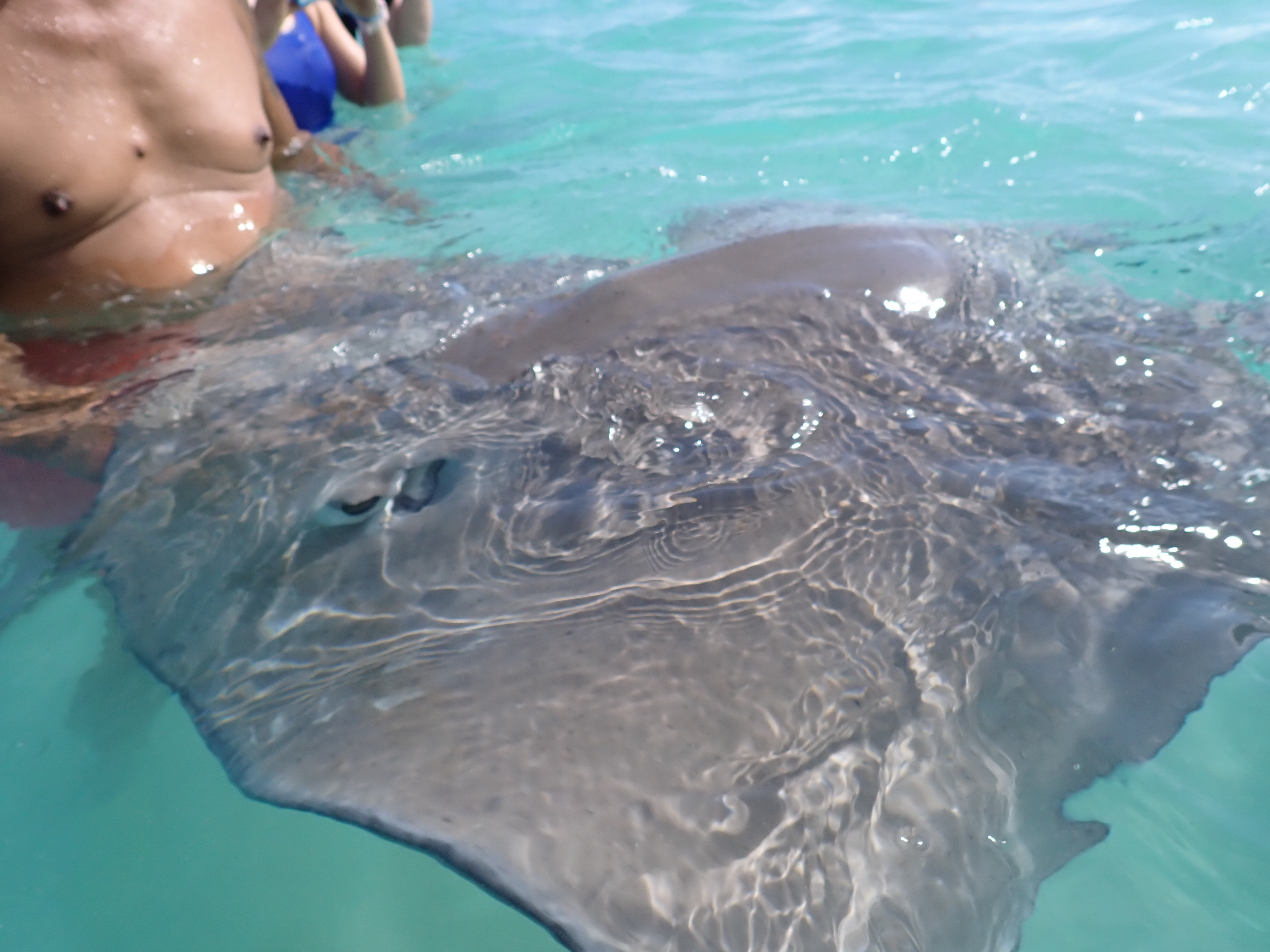 2022 Tahiti Taravao HXP - Day 4 (Kass's Birthday, Swimming with Sharks & Stingrays, Motu Fareone Island, Making Motu Fareone (E'ia Ota), Catching Crabs for 'Alca-Crab', Dance Party on Ferry to Tahiti, Catching Geckos)
