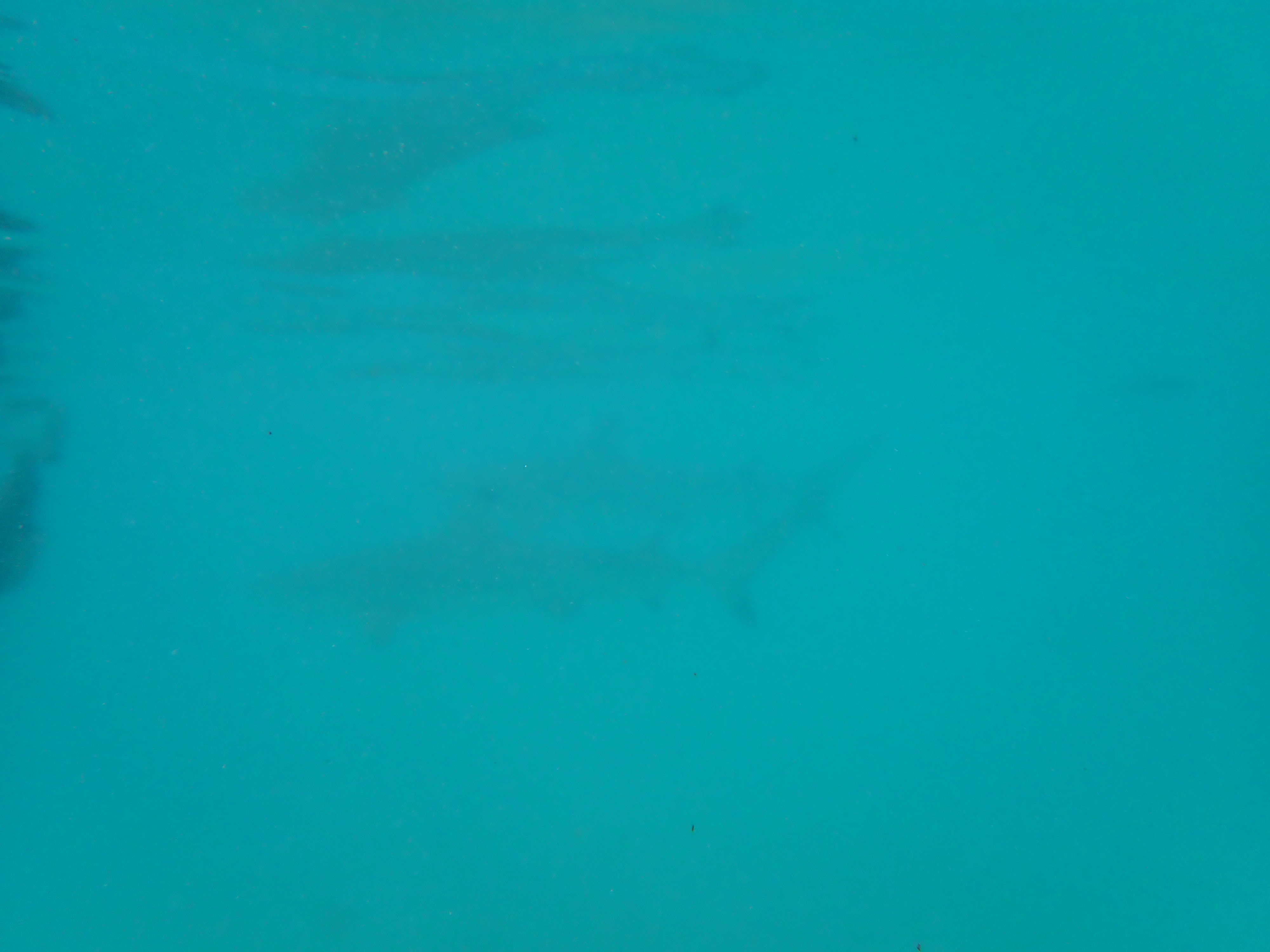 2022 Tahiti Taravao HXP - Day 4 (Kass's Birthday, Swimming with Sharks & Stingrays, Motu Fareone Island, Making Motu Fareone (E'ia Ota), Catching Crabs for 'Alca-Crab', Dance Party on Ferry to Tahiti, Catching Geckos)