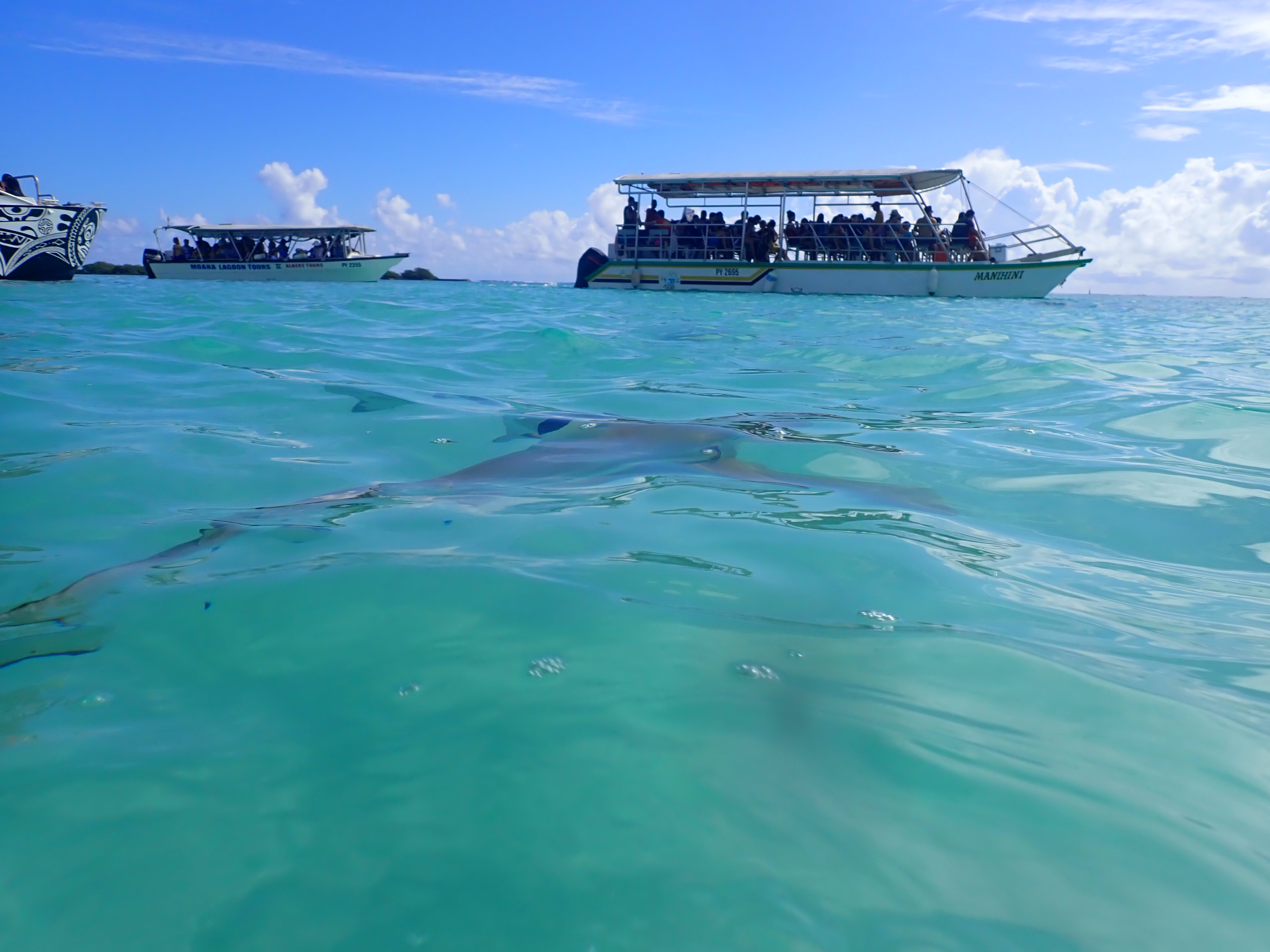 2022 Tahiti Taravao HXP - Day 4 (Kass's Birthday, Swimming with Sharks & Stingrays, Motu Fareone Island, Making Motu Fareone (E'ia Ota), Catching Crabs for 'Alca-Crab', Dance Party on Ferry to Tahiti, Catching Geckos)