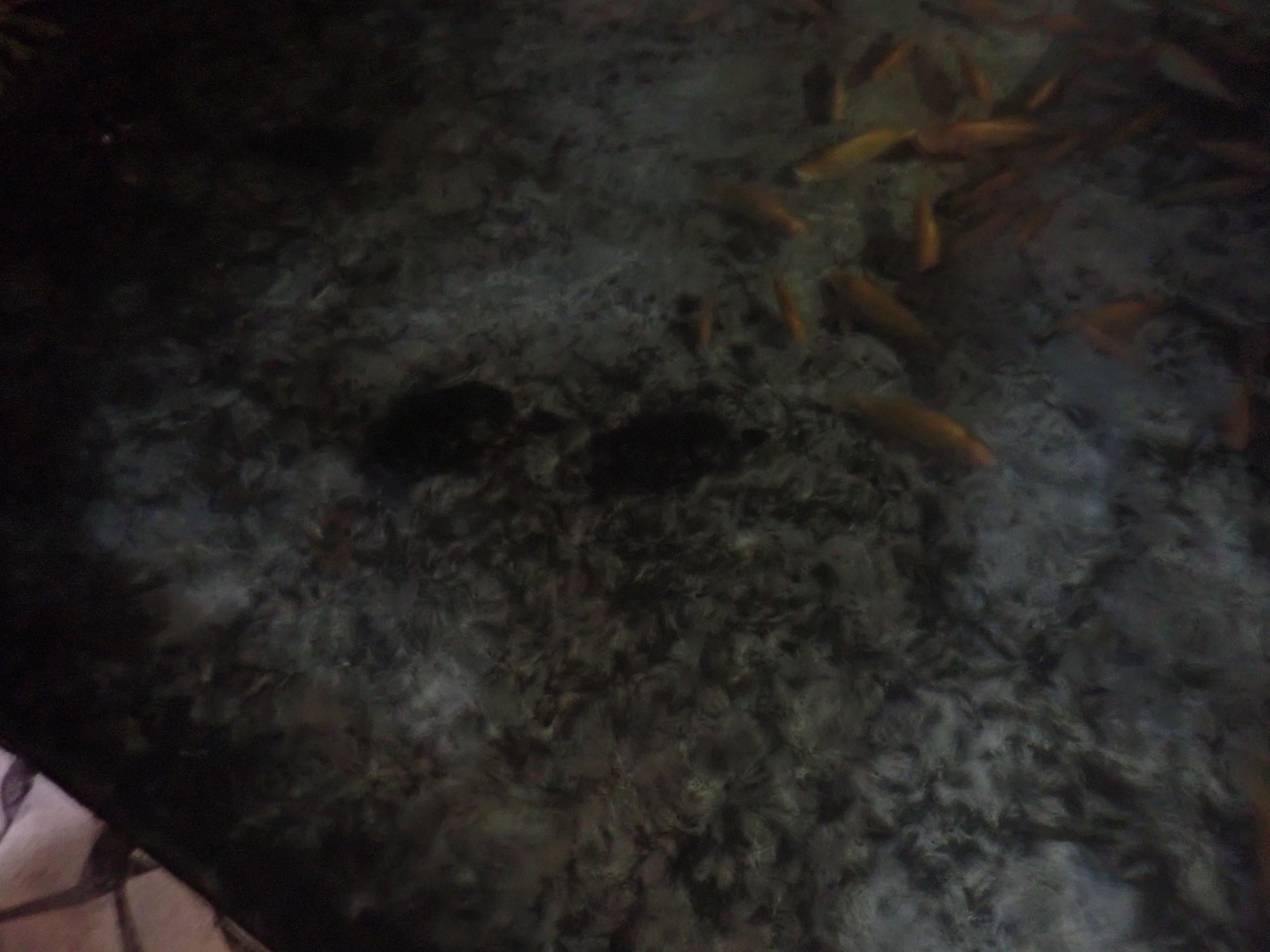 2022 Tahiti Taravao HXP - Day 4 (Kass's Birthday, Swimming with Sharks & Stingrays, Motu Fareone Island, Making Motu Fareone (E'ia Ota), Catching Crabs for 'Alca-Crab', Dance Party on Ferry to Tahiti, Catching Geckos)