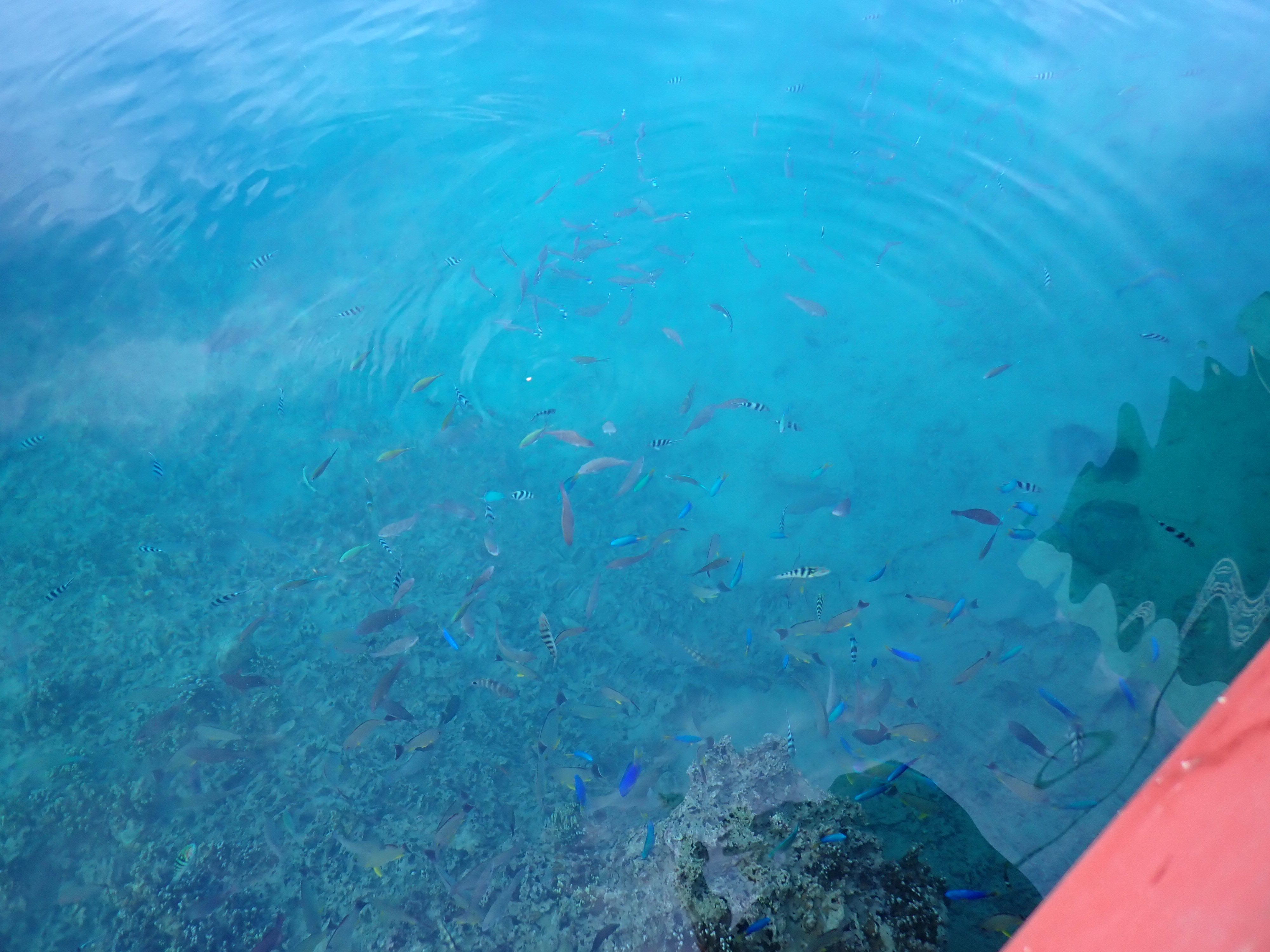 2022 Tahiti Taravao HXP - Day 5 (Staying at Hiti Moana Villa, Church with ❤ Bishop Taylor ❤, Harrison Smith Botanical Garden, Youth Activity & Dinner & Singing with the Papara Ward)