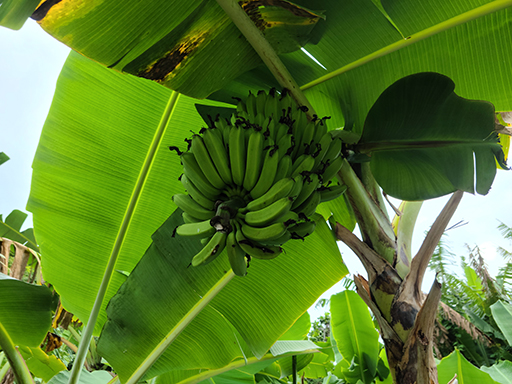 2022 Tahiti Taravao HXP - Day 3 (Devotional, Moorea Jeep Safari, Magic Mountain Overlook, Jam Tasting, Belvedere Lookout, Marae-o-Mahine, Touching Sacred Eels, Fresh Pineapple & Coconut, Making Headbands, Beach Games, Tahitian Dance & Fire Show)