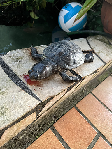 2022 Tahiti Taravao HXP - Day 13 (Work Site Day 6, National TV Station Shows Up to Film, Adding the Roof, Turtle Dies, Testimony Meeting with the Papara Ward & ❤ Bishop Taylor ❤, Shell Necklace Gifts, Tytan Teaching Spikeball (Spiceball!))