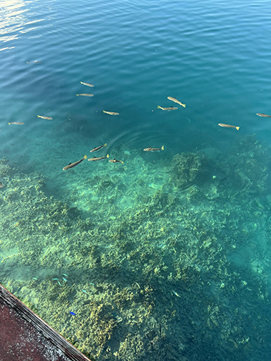 2022 Tahiti Taravao HXP - Day 15 (Epic Morning Devotional, Volunteering at Youth Center, Working at Community Garden on Mountain, Solis, Tiana Sees Her New House, Vaihiria Ward Activity: Coconut Milk, Learning Drums & Tahitian Dances, Making Flower Crowns