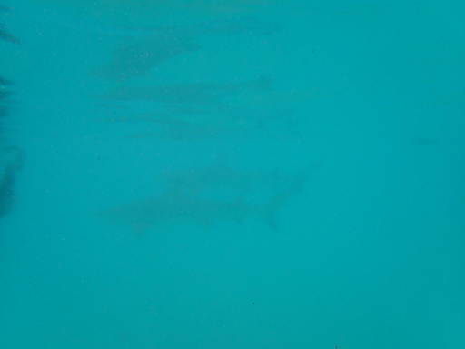 2022 Tahiti Taravao HXP - Day 4 (Kass's Birthday, Swimming with Sharks & Stingrays, Motu Fareone Island, Making Motu Fareone (E'ia Ota), Catching Crabs for 'Alca-Crab', Dance Party on Ferry to Tahiti, Catching Geckos)